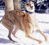 Greyhound