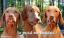 tn_gallery_334_6_1092.jpg