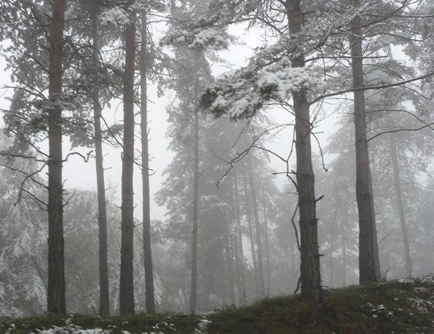 gallery_69_13_217657.jpg