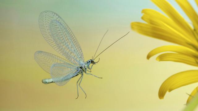 gallery_53_106780.jpg