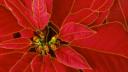 tn_gallery_53_52778.jpg