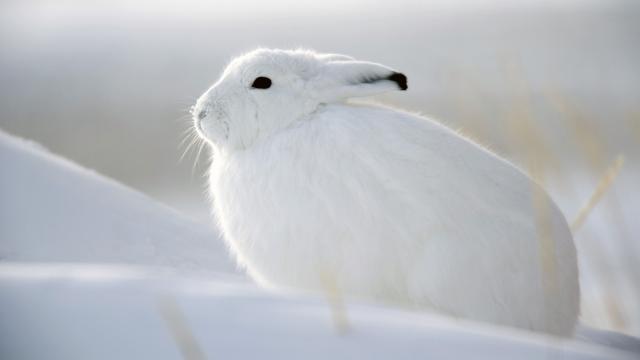 gallery_53_124890.jpg