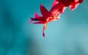 tn_gallery_54_147447.jpg