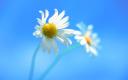 tn_gallery_54_146359.jpg